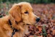 可爱的金毛犬图片大全