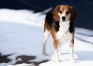 雪地里的宠物狗图片