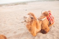 沙漠中的骆驼图片大全