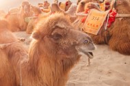 沙漠中的骆驼图片大全