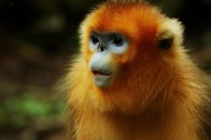 金丝猴图片