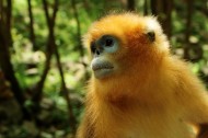 金丝猴图片