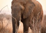 非洲草原上散步的大象图片