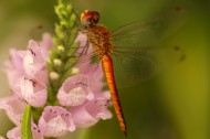美丽的蜻蜓图片