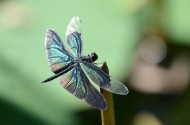 黑丽翅蜻图片