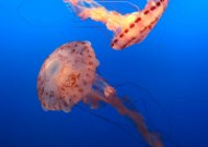 海里生活的水母图片