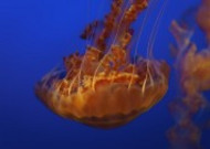 海里生活的水母图片