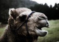 骆驼的面部图片