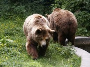庞大的棕熊图片大全