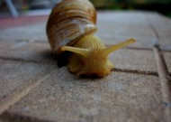 可爱小巧的蜗牛图片大全