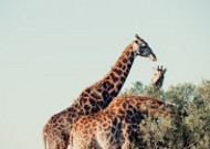 美丽可爱的长颈鹿图片大全
