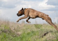 奔跑跳跃的狗狗图片