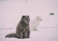 可爱的北极狐图片大全