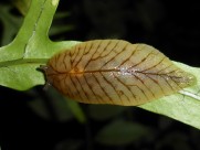 缓慢的蛞蝓图片大全