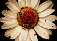 采花粉的蜜蜂图片