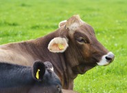 牧场里的奶牛图片大全