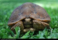 行动缓慢的乌龟图片