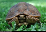 行动缓慢的乌龟图片