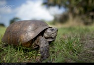 行动缓慢的乌龟图片