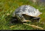 行动缓慢的乌龟图片