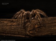 剧毒的狼蛛图片 蜘蛛图片