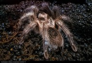 剧毒的狼蛛图片 蜘蛛图片