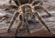 剧毒的狼蛛图片 蜘蛛图片