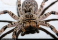 剧毒的狼蛛图片 蜘蛛图片