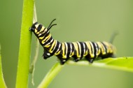 趴在植物上的毛毛虫图片