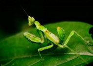 绿色霸道的螳螂图片大全