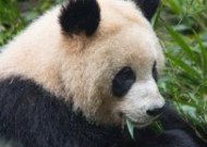 国宝大熊猫图片大全