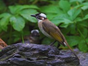 白头鹎图片大全