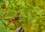 北红尾鸲图片大全