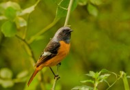 北红尾鸲图片大全