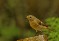 北红尾鸲图片大全