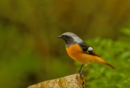 北红尾鸲图片大全