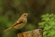 北红尾鸲图片大全