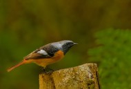 北红尾鸲图片大全