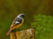 北红尾鸲图片大全