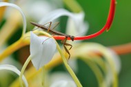 花丛里的螳螂图片