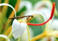 花丛里的螳螂图片