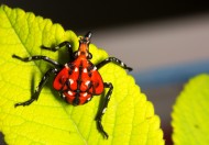 斑衣蜡蝉图片／昆虫花姑娘图片
