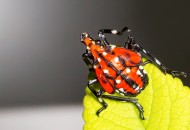 斑衣蜡蝉图片／昆虫花姑娘图片