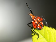 斑衣蜡蝉图片／昆虫花姑娘图片