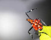 斑衣蜡蝉图片／昆虫花姑娘图片