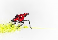 斑衣蜡蝉图片／昆虫花姑娘图片