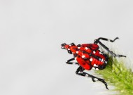 斑衣蜡蝉图片／昆虫花姑娘图片