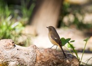 北红尾鸲图片大全