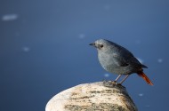红尾水鸲图片大全