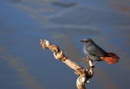 红尾水鸲图片大全